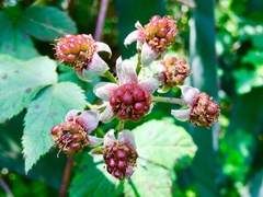 Rubus liebmannii