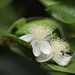 Common Guava - Photo (c) Martin Grimm, some rights reserved (CC BY-NC)