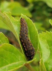 Lagium atroviolaceum