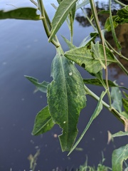 Lepidium latifolium