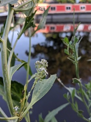 Lepidium latifolium