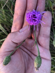 Liatris cymosa