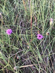 Liatris cymosa