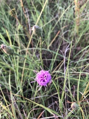 Liatris cymosa