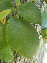 Ulmus americana