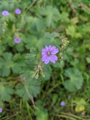 Geranium pyrenaicum