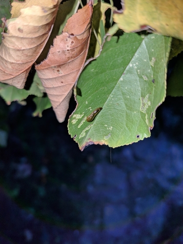 piliarka čerešňová (Caliroa cerasi)