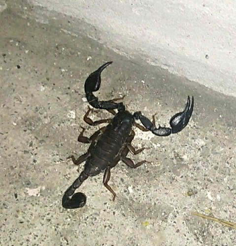 Talijanski štipavac (Euscorpius italicus)