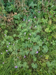 Geranium pyrenaicum