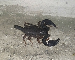 Euscorpius italicus