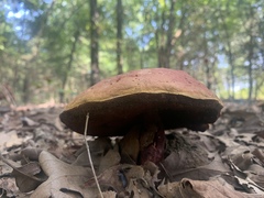 Exsudoporus
