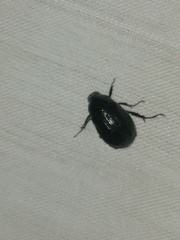 Paranomala cincta