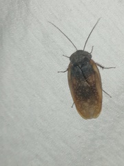 Homoeogamia mexicana