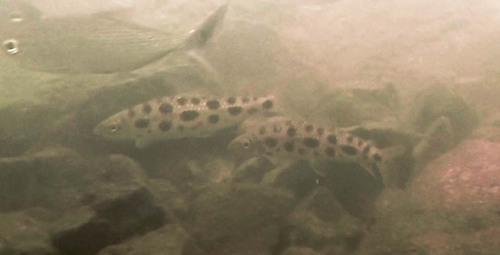 Spotted leporinus (Leporinus ortomaculatus) — Anostomidae