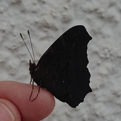 Aglais io