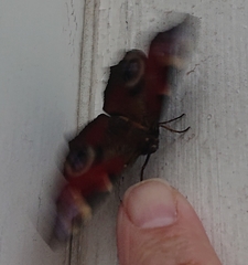 Aglais io