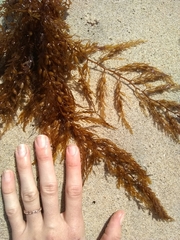 Sargassum horneri