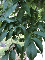 Fraxinus pennsylvanica