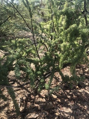 Vachellia schaffneri