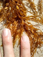 Sargassum horneri