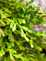 Asplenium × alternifolium
