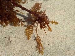 Sargassum horneri