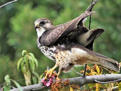 Buteo albigula