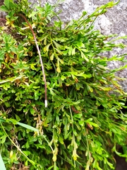 Asplenium × alternifolium