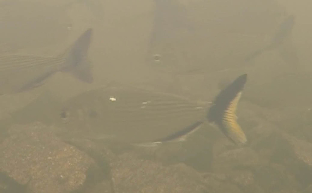Sicklefin tetra (Brycon falcatus) — Bryconidae