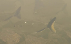 Brycon falcatus