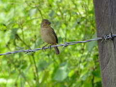 Sporophila nigricollis