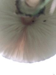 Chlorophyllum molybdites image