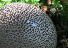 Lycoperdon nigrescens