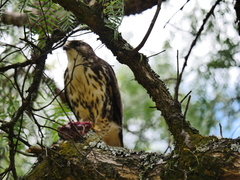 Buteo albigula