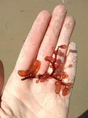 Botryocladia pseudodichotoma