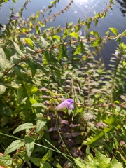 Scutellaria galericulata