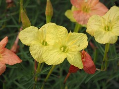 Oenothera toumeyi