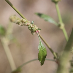 Amaranthus arenicola