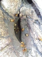 Oxytrigona