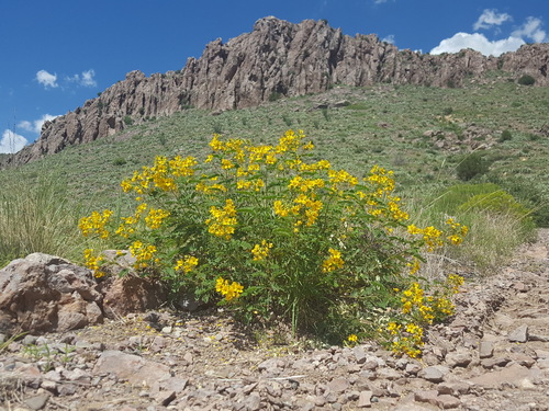 senna lindheimeriana