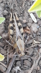 Calliptamus barbarus