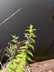 Scutellaria galericulata