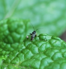 Halticini