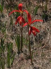 Sprekelia formosissima