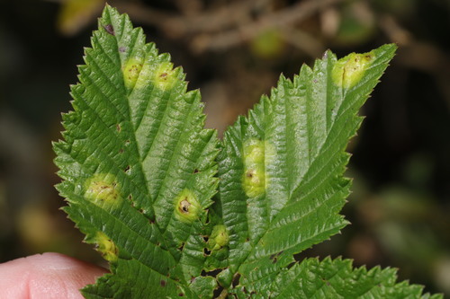 Dasineura pustulans
