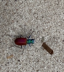 Cicindela scutellaris scutellaris