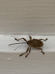 Curculio proboscideus