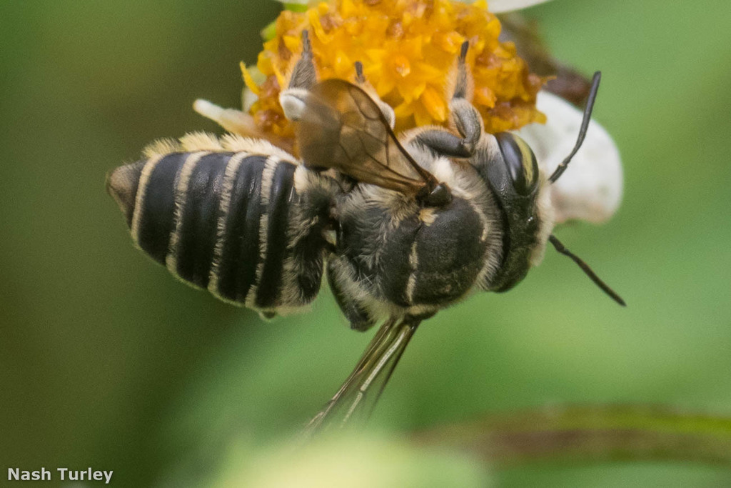 White-footed Leaf-cutter Bee