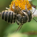Megachile albitarsis - Photo (c) Nash Turley, μερικά δικαιώματα διατηρούνται (CC BY-NC), uploaded by Nash Turley