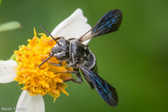 Coelioxys dolichos